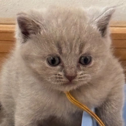 Foto van de poes