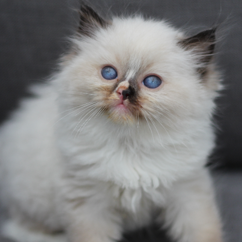 Foto van de poes