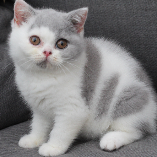 Foto van de poes