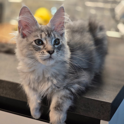 Foto van de poes