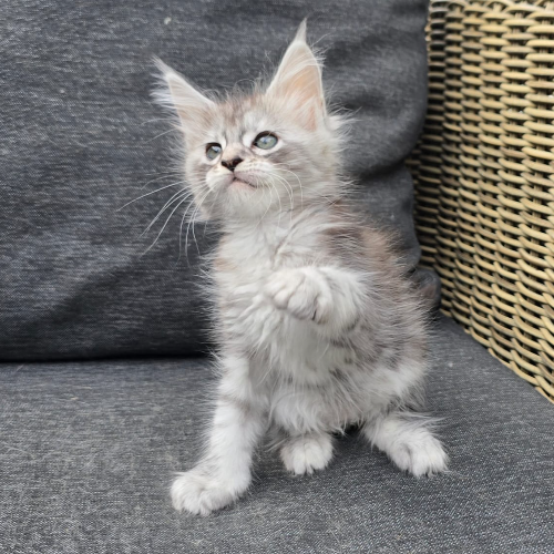 Foto van de poes