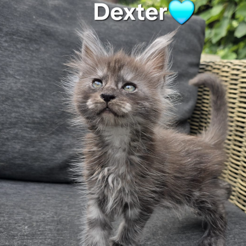 Foto van de poes
