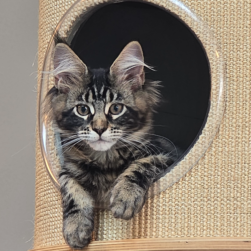 Foto van de poes
