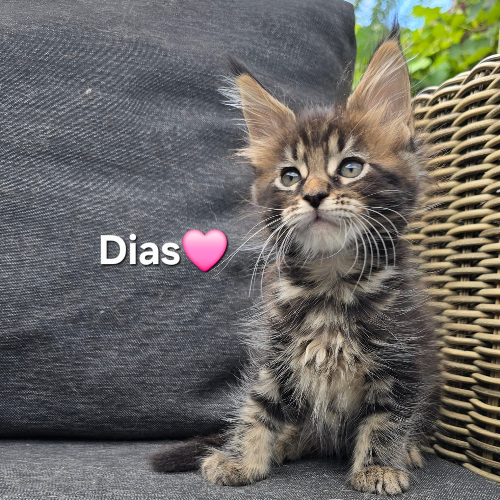 Foto van de poes