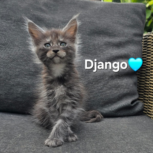 Foto van de poes