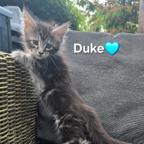 Foto van de poes