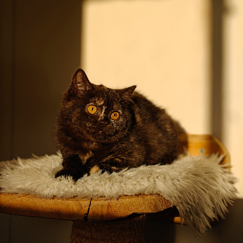 Foto van de poes
