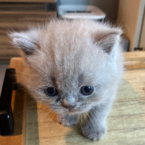 Foto van de poes