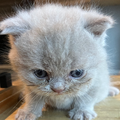 Foto van de poes