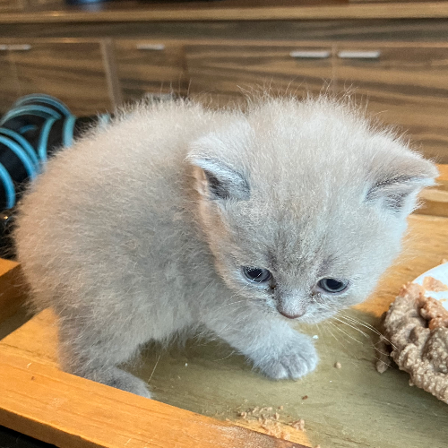 Foto van de poes