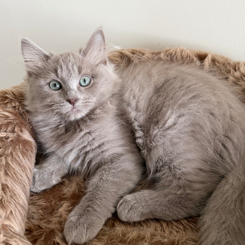 Foto van de poes