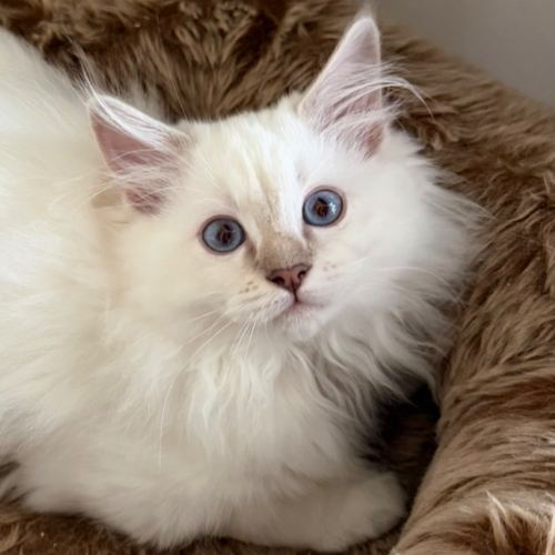 Foto van de poes