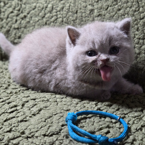 Foto van de poes
