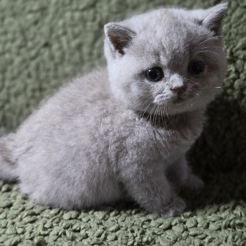 Foto van de poes