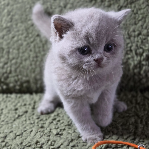 Foto van de poes