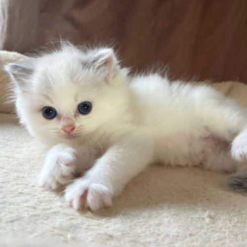 Foto van de poes