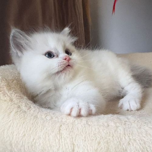 Foto van de poes