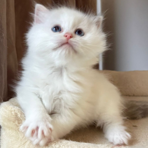 Foto van de poes