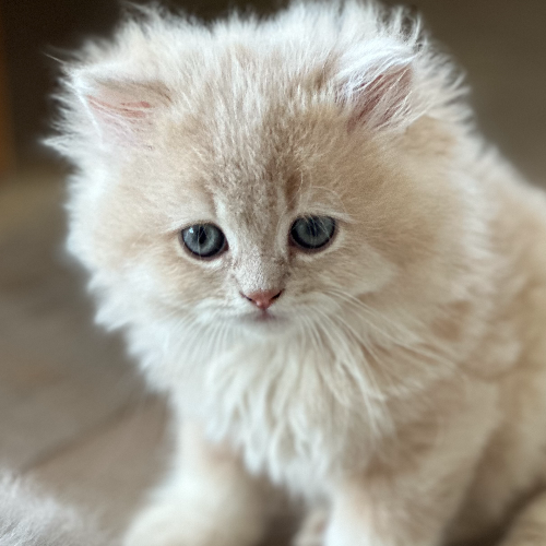 Foto van de poes