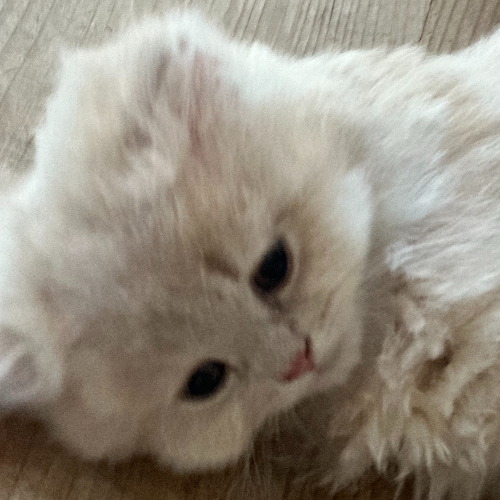 Foto van de poes