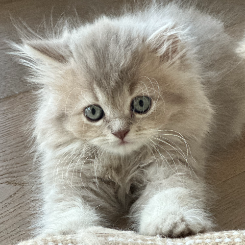 Foto van de poes
