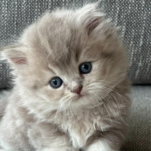 Foto van de poes