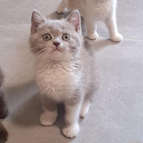 Foto van de poes