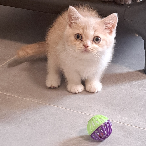 Foto van de poes