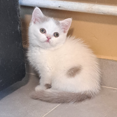 Foto van de poes