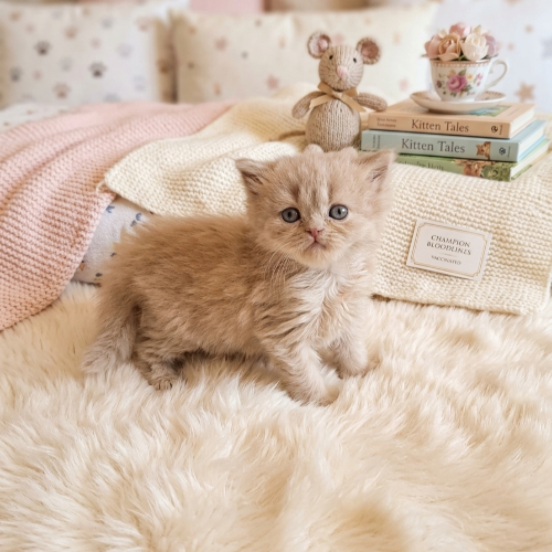 Foto van de poes