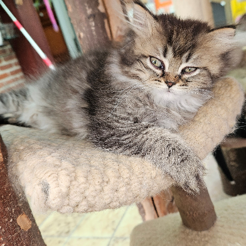 Foto van de poes