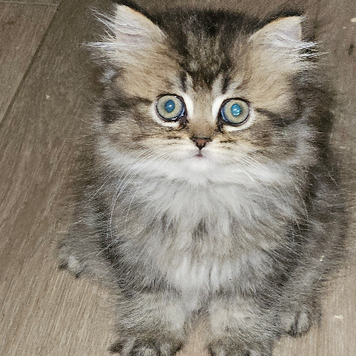 Foto van de poes