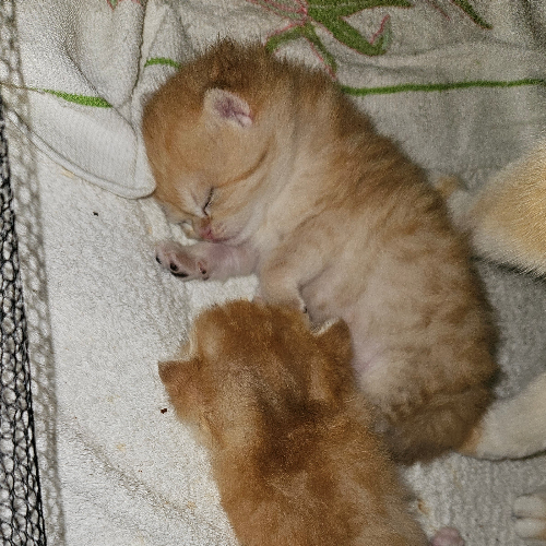 Foto van de poes