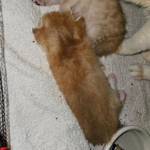Foto van de poes
