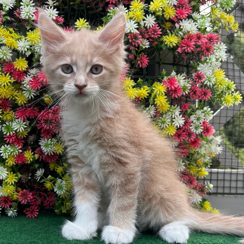 Foto van de poes