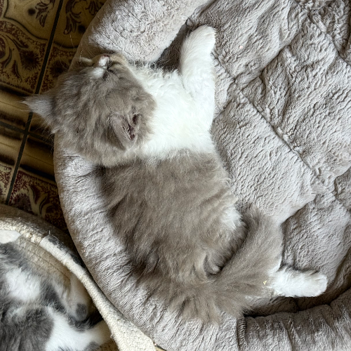 Foto van de poes