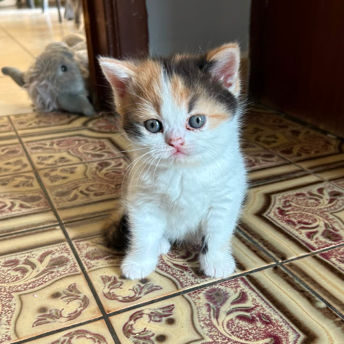 Foto van de poes