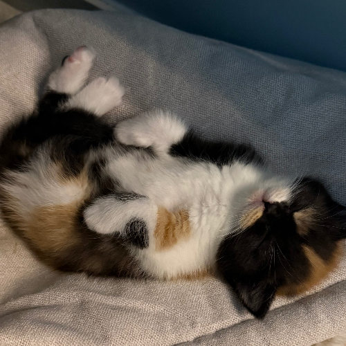 Foto van de poes