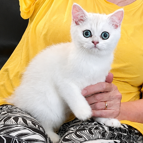 Foto van de poes