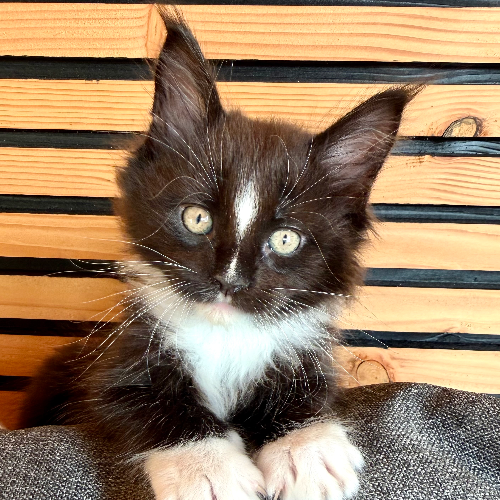 Foto van de poes