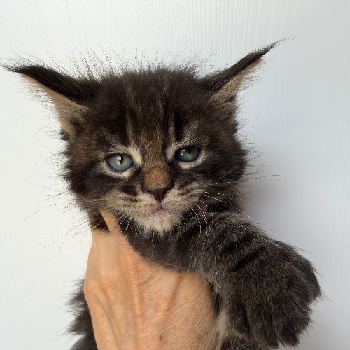 Foto van de poes