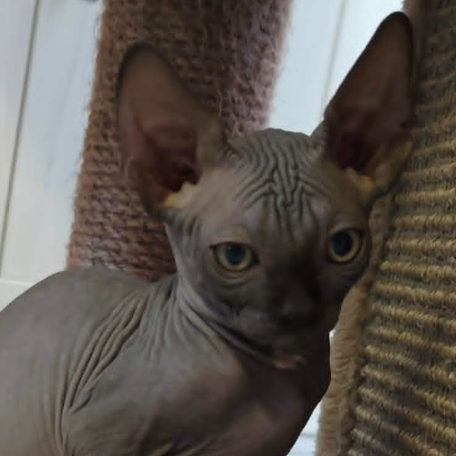 Foto van de poes