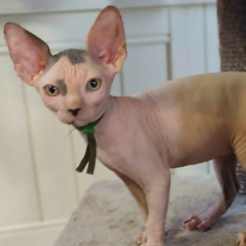 Foto van de poes