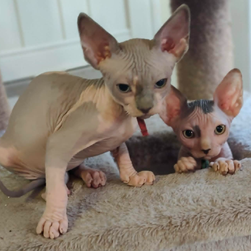 Foto van de poes