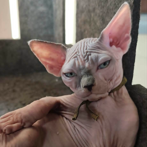 Foto van de poes