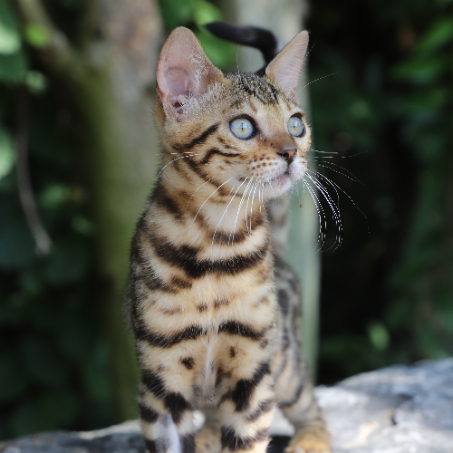 Foto van de poes