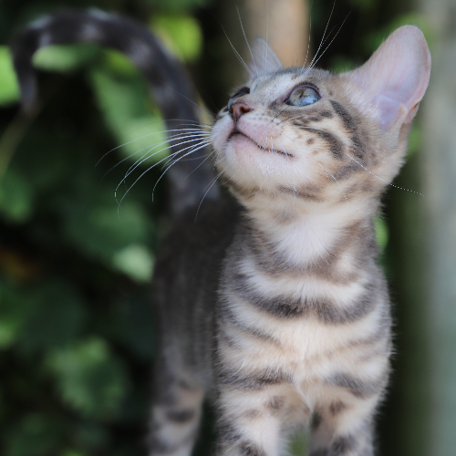 Foto van de poes