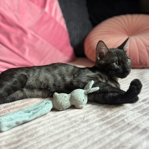 Foto van de poes