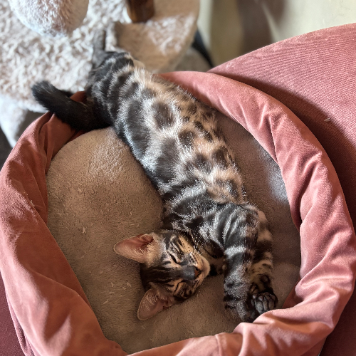 Foto van de poes