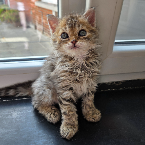 Foto van de poes